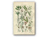 1914 Sowerby Antique Botanical Print, Pondweed, Bogrush, Bog Rush, Sweet Cyperus, Twig Rush, Plate 69 (Plants 1361 - 1380)