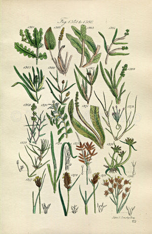 1914 Sowerby Antique Botanical Print, Pondweed, Bogrush, Bog Rush, Sweet Cyperus, Twig Rush, Plate 69 (Plants 1361 - 1380)