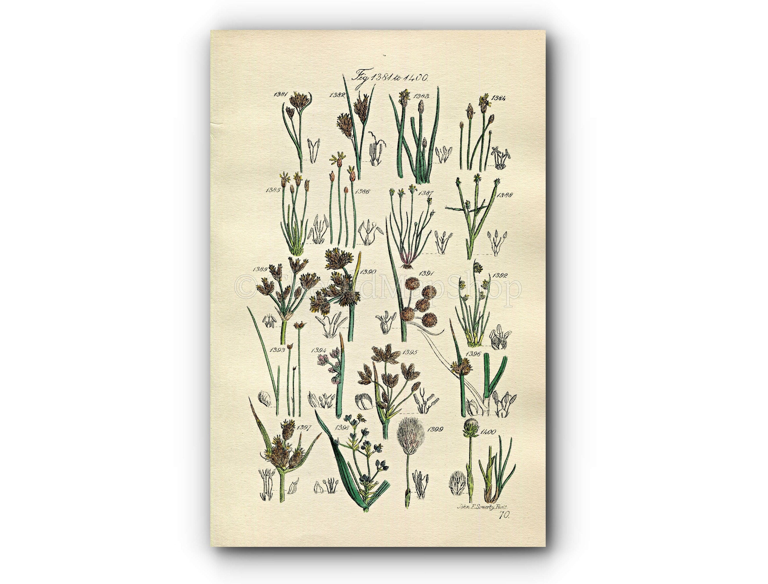 1914 Sowerby Antique Botanical Print, Beak Rush, Spike Rush, Water Rush, Bullrush, Club Rush, Cotton Grass, Plate 70 (Plants 1381 - 1400)