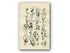 1914 Sowerby Antique Botanical Print, Beak Rush, Spike Rush, Water Rush, Bullrush, Club Rush, Cotton Grass, Plate 70 (Plants 1381 - 1400)