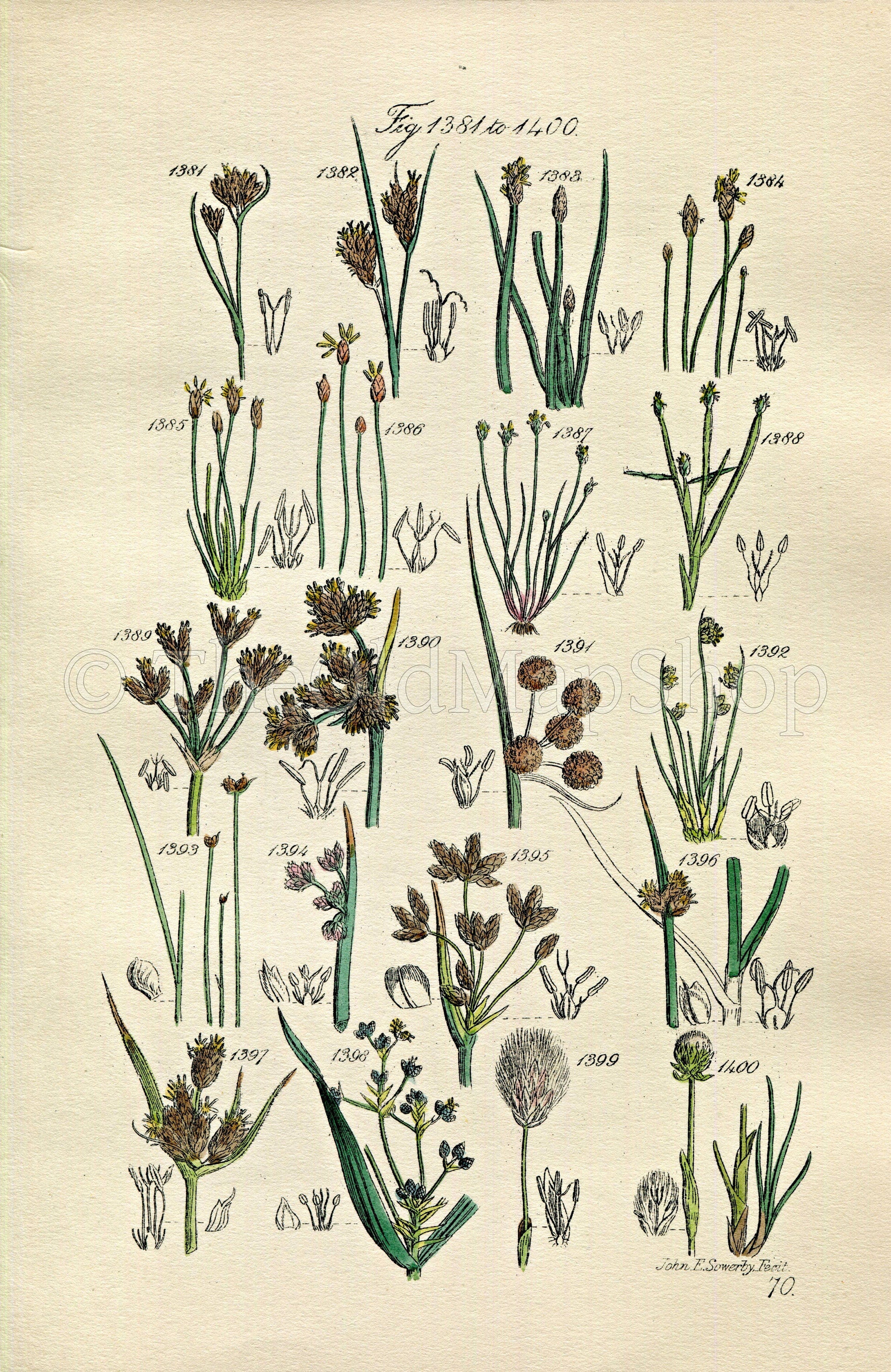 1914 Sowerby Antique Botanical Print, Beak Rush, Spike Rush, Water Rush, Bullrush, Club Rush, Cotton Grass, Plate 70 (Plants 1381 - 1400)