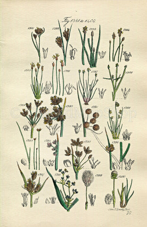 1914 Sowerby Antique Botanical Print, Beak Rush, Spike Rush, Water Rush, Bullrush, Club Rush, Cotton Grass, Plate 70 (Plants 1381 - 1400)