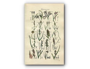 1914 Sowerby Antique Botanical Print, Cotton Grass, Flea Sedge, Sea Sedge, White Sedge, Grey Sedge, Plate 71 (Plants 1401 - 1420)