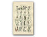 1914 Sowerby Antique Botanical Print, Cotton Grass, Flea Sedge, Sea Sedge, White Sedge, Grey Sedge, Plate 71 (Plants 1401 - 1420)