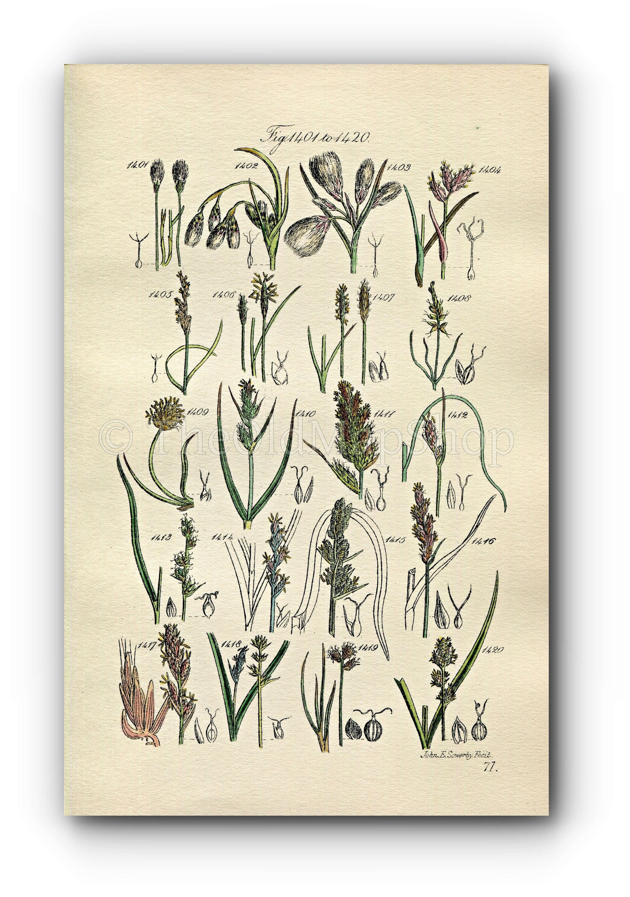 1914 Sowerby Antique Botanical Print, Cotton Grass, Flea Sedge, Sea Sedge, White Sedge, Grey Sedge, Plate 71 (Plants 1401 - 1420)