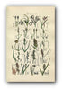 1914 Sowerby Antique Botanical Print, Cotton Grass, Flea Sedge, Sea Sedge, White Sedge, Grey Sedge, Plate 71 (Plants 1401 - 1420)