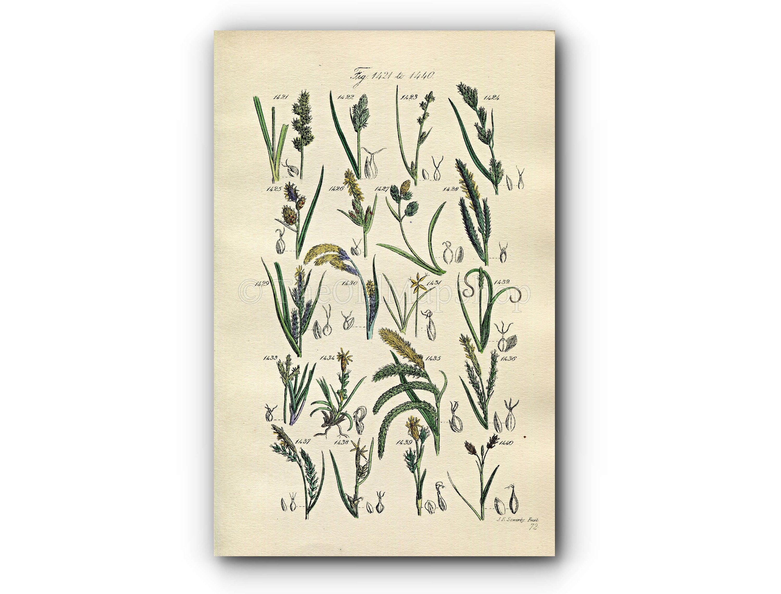 1914 Sowerby Antique Botanical Print, Oval Sedge, Bog Sedge, Rock Sedge, Dwarf Sedge, Pendulous Sedge, Plate 72 (Plants 1421 - 1440)