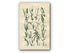 1914 Sowerby Antique Botanical Print, Oval Sedge, Bog Sedge, Rock Sedge, Dwarf Sedge, Pendulous Sedge, Plate 72 (Plants 1421 - 1440)