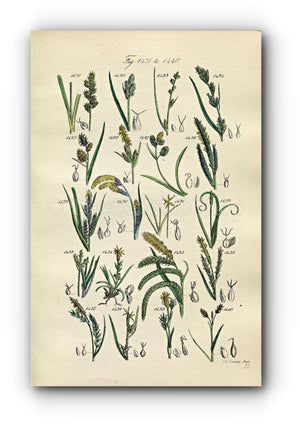 1914 Sowerby Antique Botanical Print, Oval Sedge, Bog Sedge, Rock Sedge, Dwarf Sedge, Pendulous Sedge, Plate 72 (Plants 1421 - 1440)
