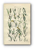 1914 Sowerby Antique Botanical Print, Oval Sedge, Bog Sedge, Rock Sedge, Dwarf Sedge, Pendulous Sedge, Plate 72 (Plants 1421 - 1440)