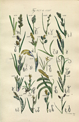 1914 Sowerby Antique Botanical Print, Oval Sedge, Bog Sedge, Rock Sedge, Dwarf Sedge, Pendulous Sedge, Plate 72 (Plants 1421 - 1440)