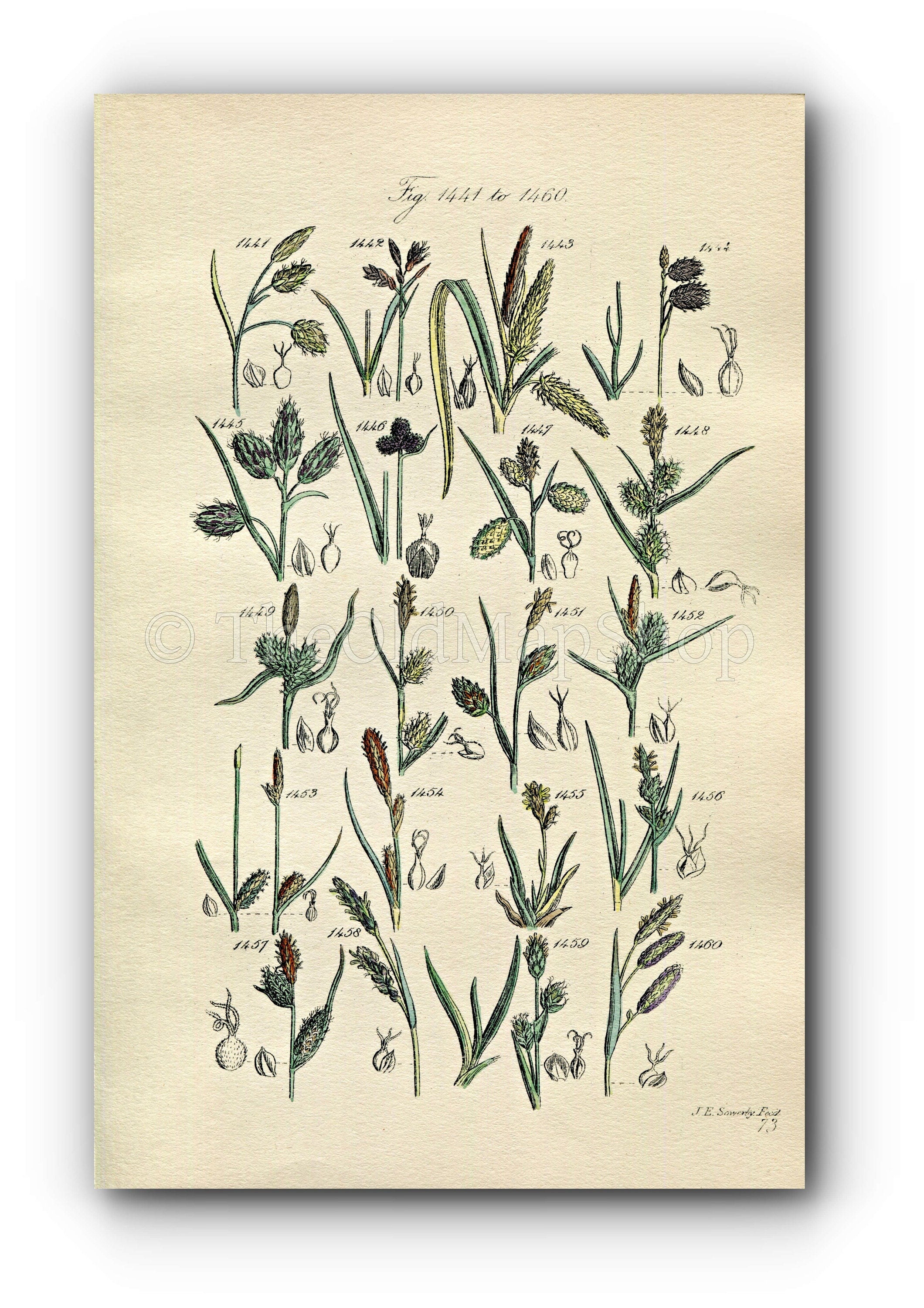 1914 Sowerby Antique Botanical Print, Mud Sedge, Cyperus Sedge, Black Sedge, Yellow Sedge, Tawny Sedge, Plate 73 (Plants 1441 - 1460)