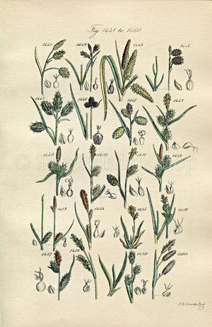1914 Sowerby Antique Botanical Print, Mud Sedge, Cyperus Sedge, Black Sedge, Yellow Sedge, Tawny Sedge, Plate 73 (Plants 1441 - 1460)