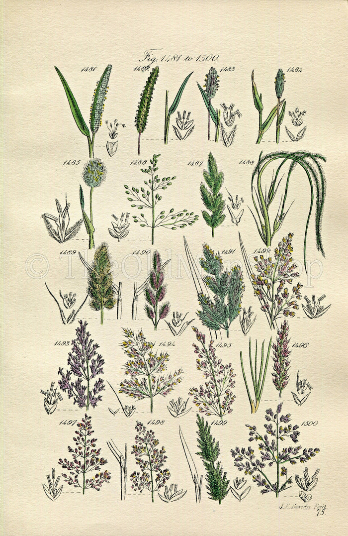 1914 Sowerby Antique Botanical Print, Cat's Tail Grass, Hare's Tail Grass, Millet Grass, Feather Grass, Plate 75 (Plants 1481 - 1500)