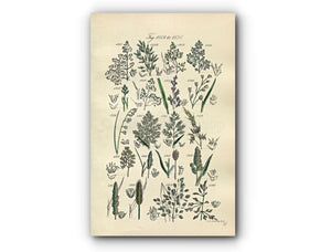 1914 Sowerby Antique Botanical Print, Grey Hairgrass, Melicgrass, Soft Grass, Oat Grass, Holy Grass, Plate 76 (Plants 1501 - 1520)