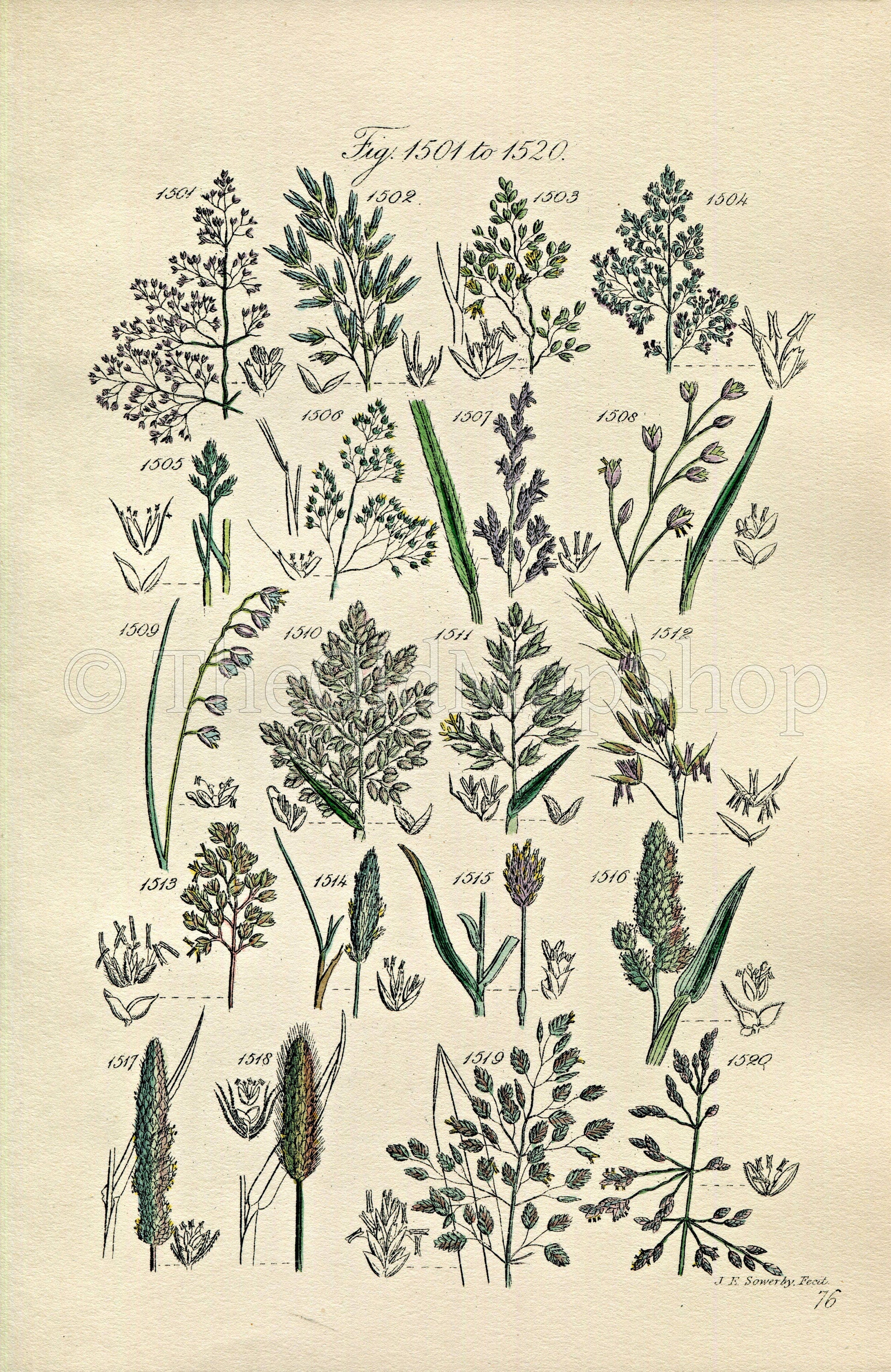 1914 Sowerby Antique Botanical Print, Grey Hairgrass, Melicgrass, Soft Grass, Oat Grass, Holy Grass, Plate 76 (Plants 1501 - 1520)
