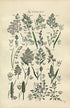 1914 Sowerby Antique Botanical Print, Grey Hairgrass, Melicgrass, Soft Grass, Oat Grass, Holy Grass, Plate 76 (Plants 1501 - 1520)