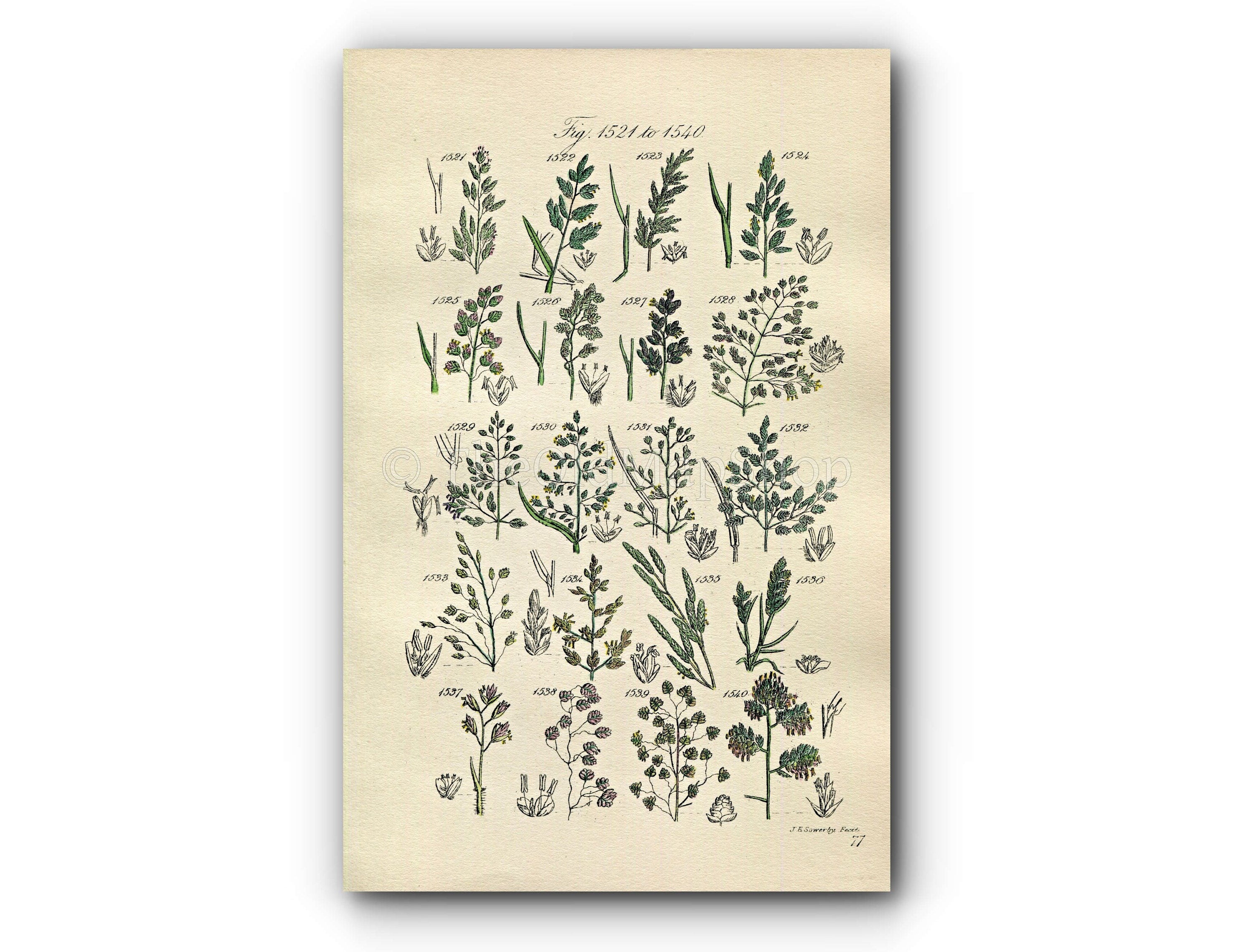 1914 Sowerby Antique Botanical Print, Wheat Meadow Grass, Quaking Grass, Sweet Grass, Heath Grass, Plate 77 (Plants 1521 - 1540)