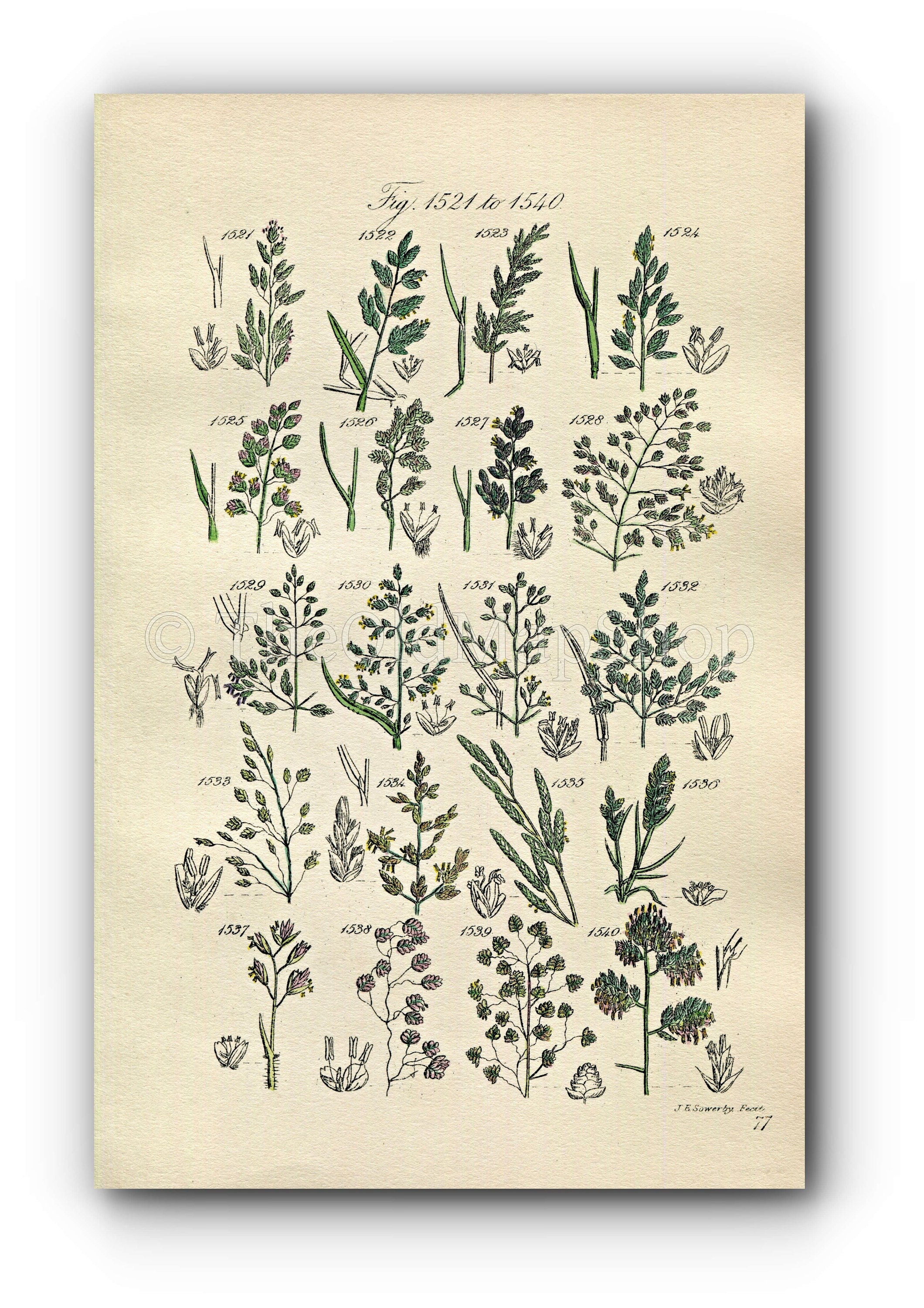 1914 Sowerby Antique Botanical Print, Wheat Meadow Grass, Quaking Grass, Sweet Grass, Heath Grass, Plate 77 (Plants 1521 - 1540)