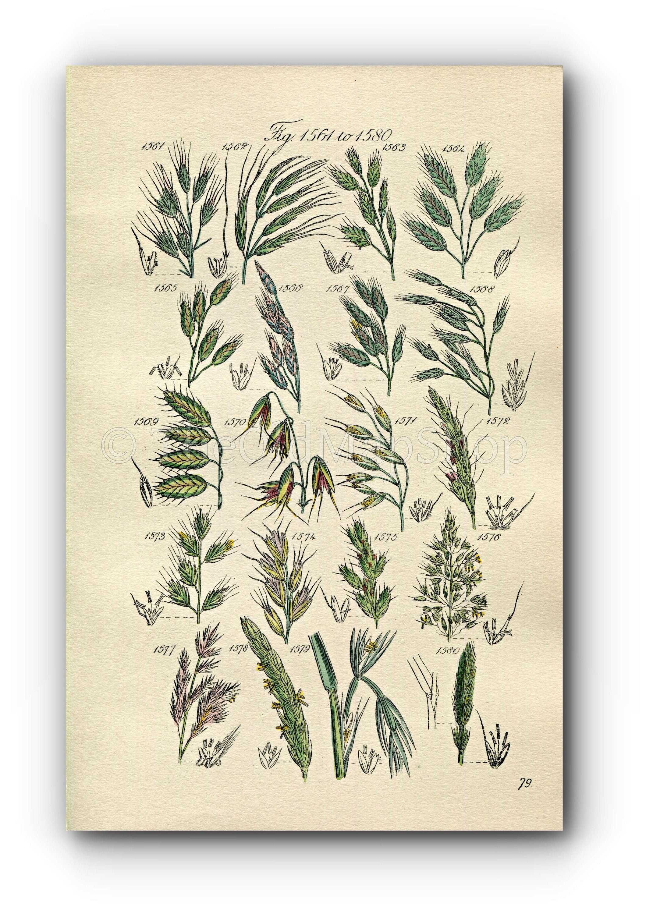 1914 Sowerby Antique Botanical Print, Rye Brome Grass, Corn Brome Grass, Oat Grass, Reed, Wood Barley, Plate 79 (Plants 1561 - 1580)