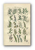 1914 Sowerby Antique Botanical Print, Rye Brome Grass, Corn Brome Grass, Oat Grass, Reed, Wood Barley, Plate 79 (Plants 1561 - 1580)