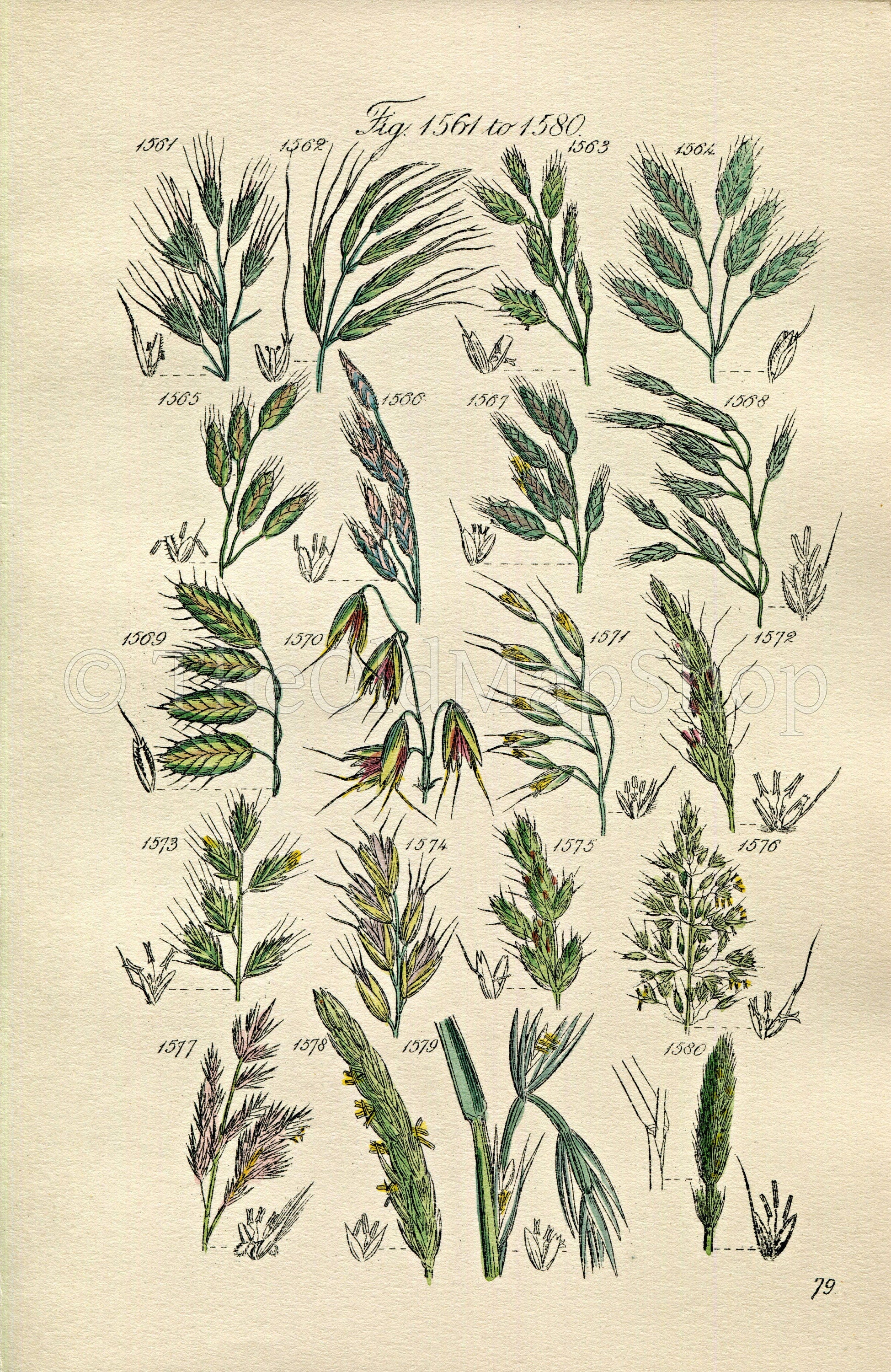 Soft and Upright Annual Brome-grass. Genuine antique print for sale.