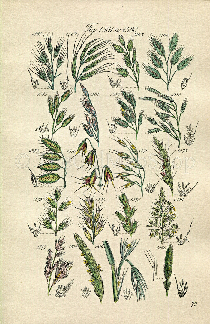 1914 Sowerby Antique Botanical Print, Rye Brome Grass, Corn Brome Grass, Oat Grass, Reed, Wood Barley, Plate 79 (Plants 1561 - 1580)