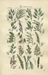 1914 Sowerby Antique Botanical Print, Rye Brome Grass, Corn Brome Grass, Oat Grass, Reed, Wood Barley, Plate 79 (Plants 1561 - 1580)