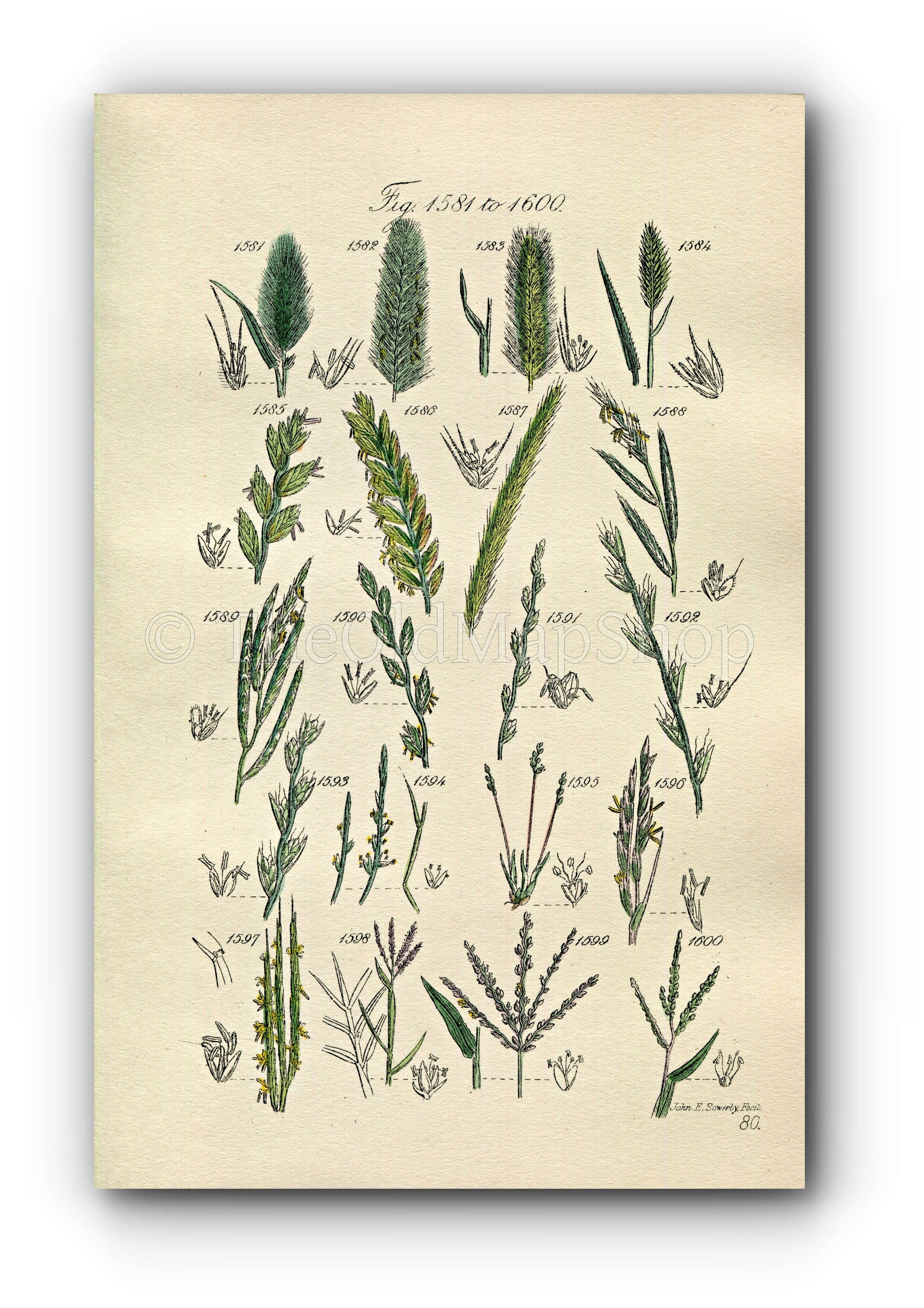 1914 Sowerby Antique Botanical Print, Meadow Barley, Wheat Grass, Dog Grass, Brome Grass, Rye Grass, Plate 80 (Plants 1581 - 1600)
