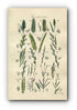 1914 Sowerby Antique Botanical Print, Meadow Barley, Wheat Grass, Dog Grass, Brome Grass, Rye Grass, Plate 80 (Plants 1581 - 1600)
