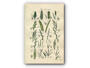 1914 Sowerby Antique Botanical Print, Meadow Barley, Wheat Grass, Dog Grass, Brome Grass, Rye Grass, Plate 80 (Plants 1581 - 1600)