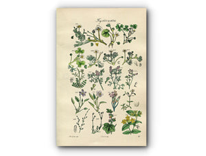 1914 Sowerby Antique Botanical Print, Mud Crowfoot, Water Fennel, Fumitory, Dog Violet, Pink, St John's Wort, Plate 81 (Plants 1601 - 1620)