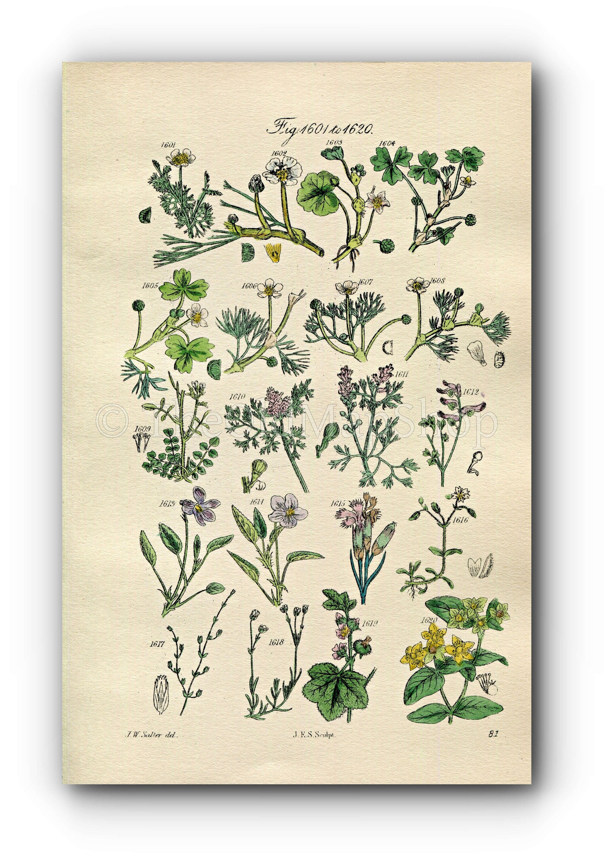 1914 Sowerby Antique Botanical Print, Mud Crowfoot, Water Fennel, Fumitory, Dog Violet, Pink, St John's Wort, Plate 81 (Plants 1601 - 1620)