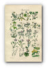 1914 Sowerby Antique Botanical Print, Mud Crowfoot, Water Fennel, Fumitory, Dog Violet, Pink, St John's Wort, Plate 81 (Plants 1601 - 1620)