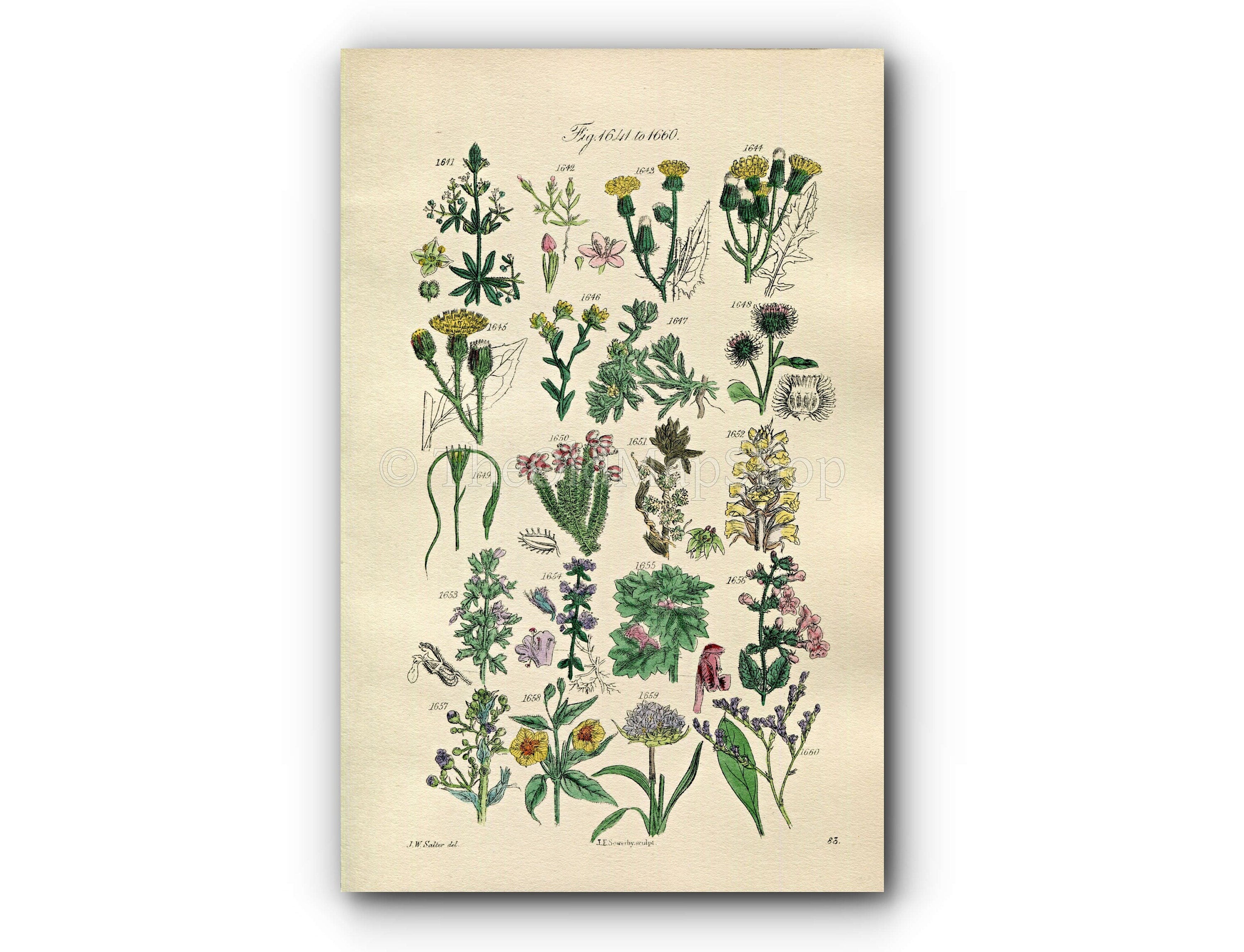 1914 Sowerby Antique Botanical Print, Hawkweed, Cudweed, Burdock, Heath, Thyme, Thrift, Sea Lavender, Dodder, Plate 83 (Plants 1641 - 1660)