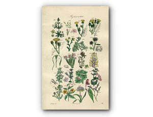 1914 Sowerby Antique Botanical Print, Hawkweed, Cudweed, Burdock, Heath, Thyme, Thrift, Sea Lavender, Dodder, Plate 83 (Plants 1641 - 1660)