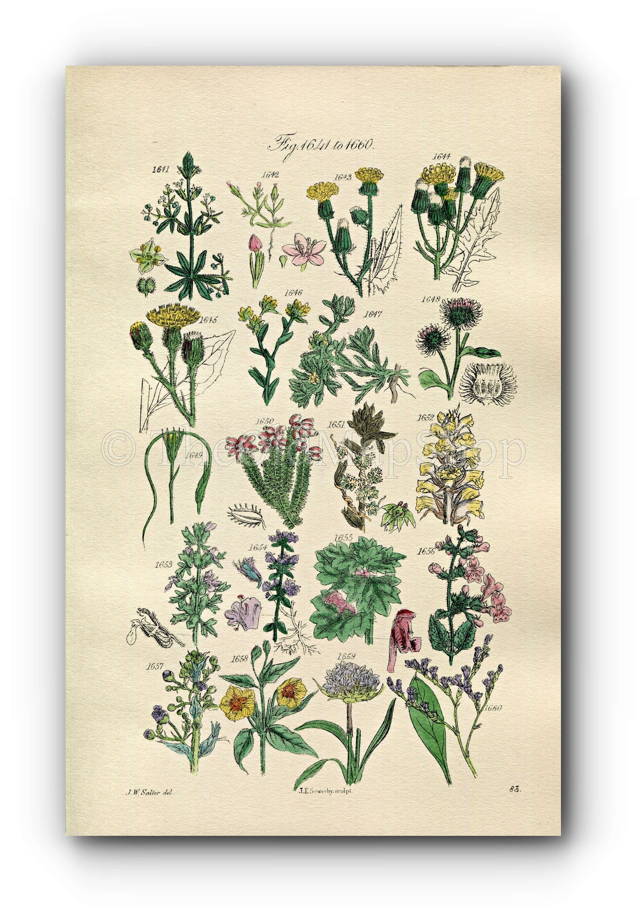1914 Sowerby Antique Botanical Print, Hawkweed, Cudweed, Burdock, Heath, Thyme, Thrift, Sea Lavender, Dodder, Plate 83 (Plants 1641 - 1660)