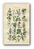 1914 Sowerby Antique Botanical Print, Hawkweed, Cudweed, Burdock, Heath, Thyme, Thrift, Sea Lavender, Dodder, Plate 83 (Plants 1641 - 1660)