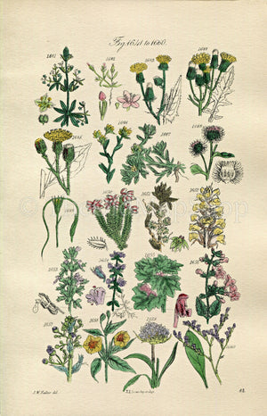 1914 Sowerby Antique Botanical Print, Hawkweed, Cudweed, Burdock, Heath, Thyme, Thrift, Sea Lavender, Dodder, Plate 83 (Plants 1641 - 1660)