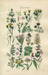 1914 Sowerby Antique Botanical Print, Hawkweed, Cudweed, Burdock, Heath, Thyme, Thrift, Sea Lavender, Dodder, Plate 83 (Plants 1641 - 1660)