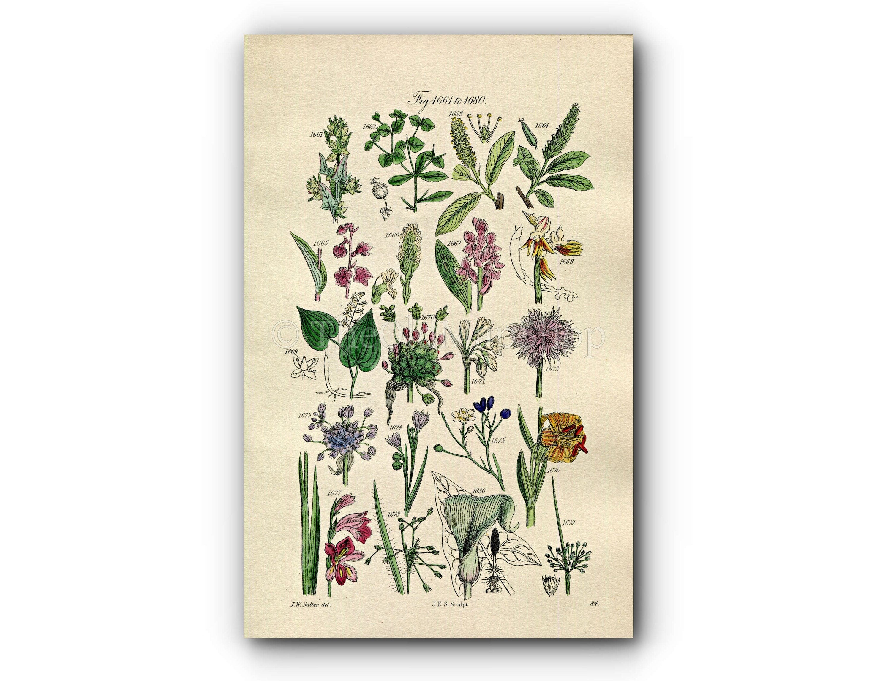 1914 Sowerby Antique Botanical Print, Spurge, Willow, Helleborine, Orchis, Garlic, Cornish Chives, Lily, Rush, Plate 84 (Plants 1661 - 1680)