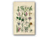 1914 Sowerby Antique Botanical Print, Spurge, Willow, Helleborine, Orchis, Garlic, Cornish Chives, Lily, Rush, Plate 84 (Plants 1661 - 1680)