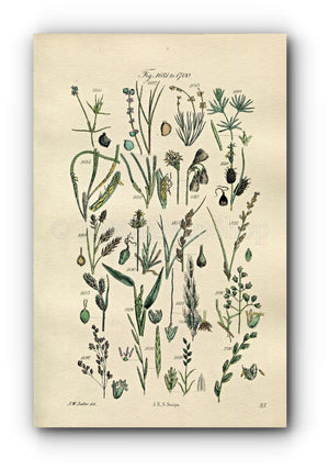 1914 Sowerby Antique Botanical Print, Pondweed, Sedge, Cotton, Grass, Wheat Grass, Rye Grass, Meadow Grass, Plate 85 (Plants 1681 - 1700)