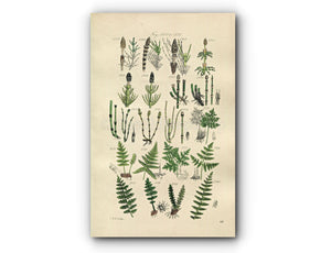 1914 Sowerby Antique Botanical Print, Horsetail, Equisetum, Polypody, Alpine Woodsia, Marsh Fern, Plate 86 (Plants 1701 - 1720)