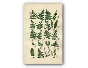 1914 Sowerby Antique Botanical Print, Crested Fern, Holly Fern, Lady Fern, Bladder Fern, Prickly Shield Fern, Plate 87 (Plants 1721 - 1740)