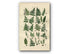 1914 Sowerby Antique Botanical Print, Crested Fern, Holly Fern, Lady Fern, Bladder Fern, Prickly Shield Fern, Plate 87 (Plants 1721 - 1740)