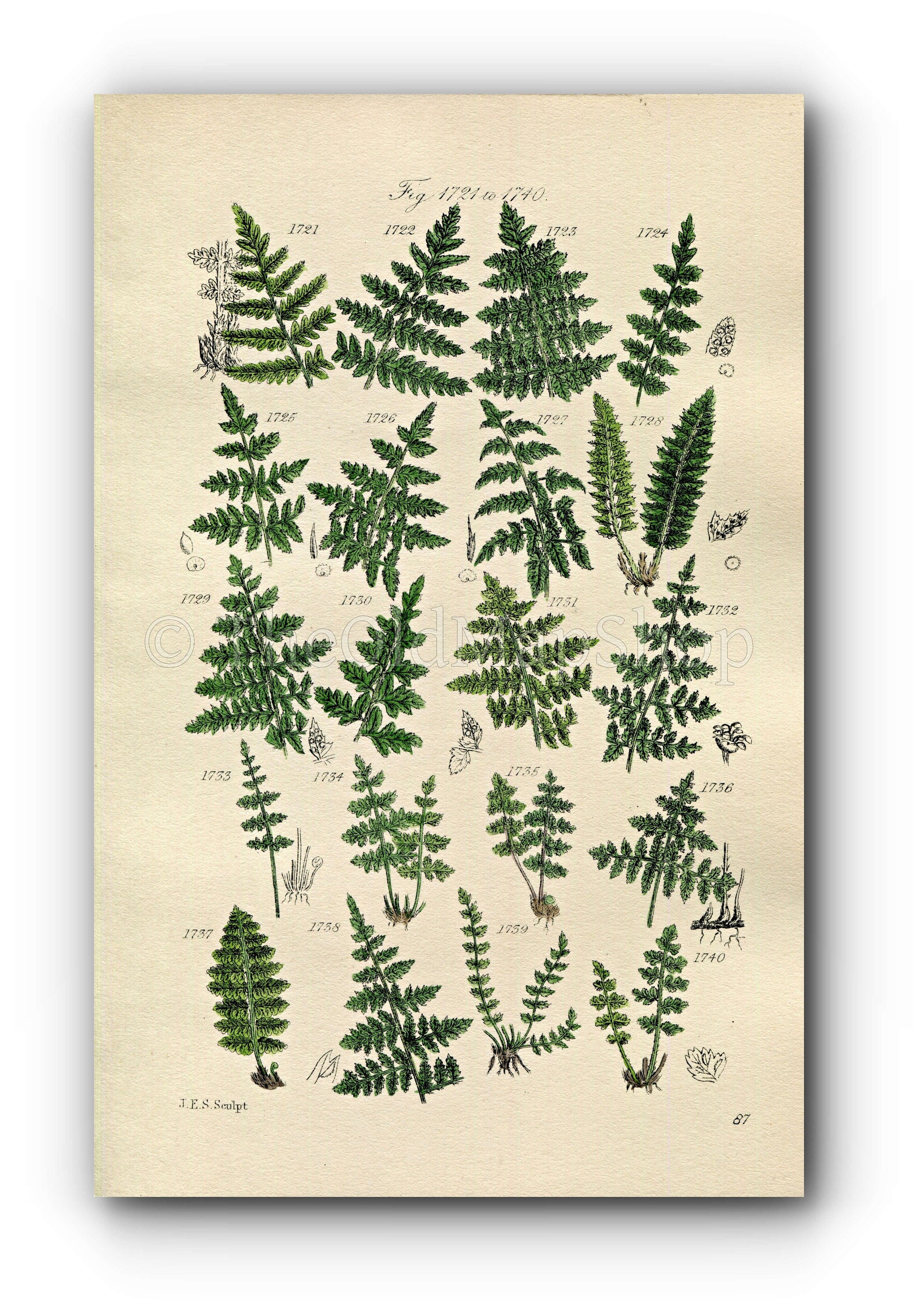 1914 Sowerby Antique Botanical Print, Crested Fern, Holly Fern, Lady Fern, Bladder Fern, Prickly Shield Fern, Plate 87 (Plants 1721 - 1740)
