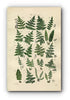 1914 Sowerby Antique Botanical Print, Crested Fern, Holly Fern, Lady Fern, Bladder Fern, Prickly Shield Fern, Plate 87 (Plants 1721 - 1740)