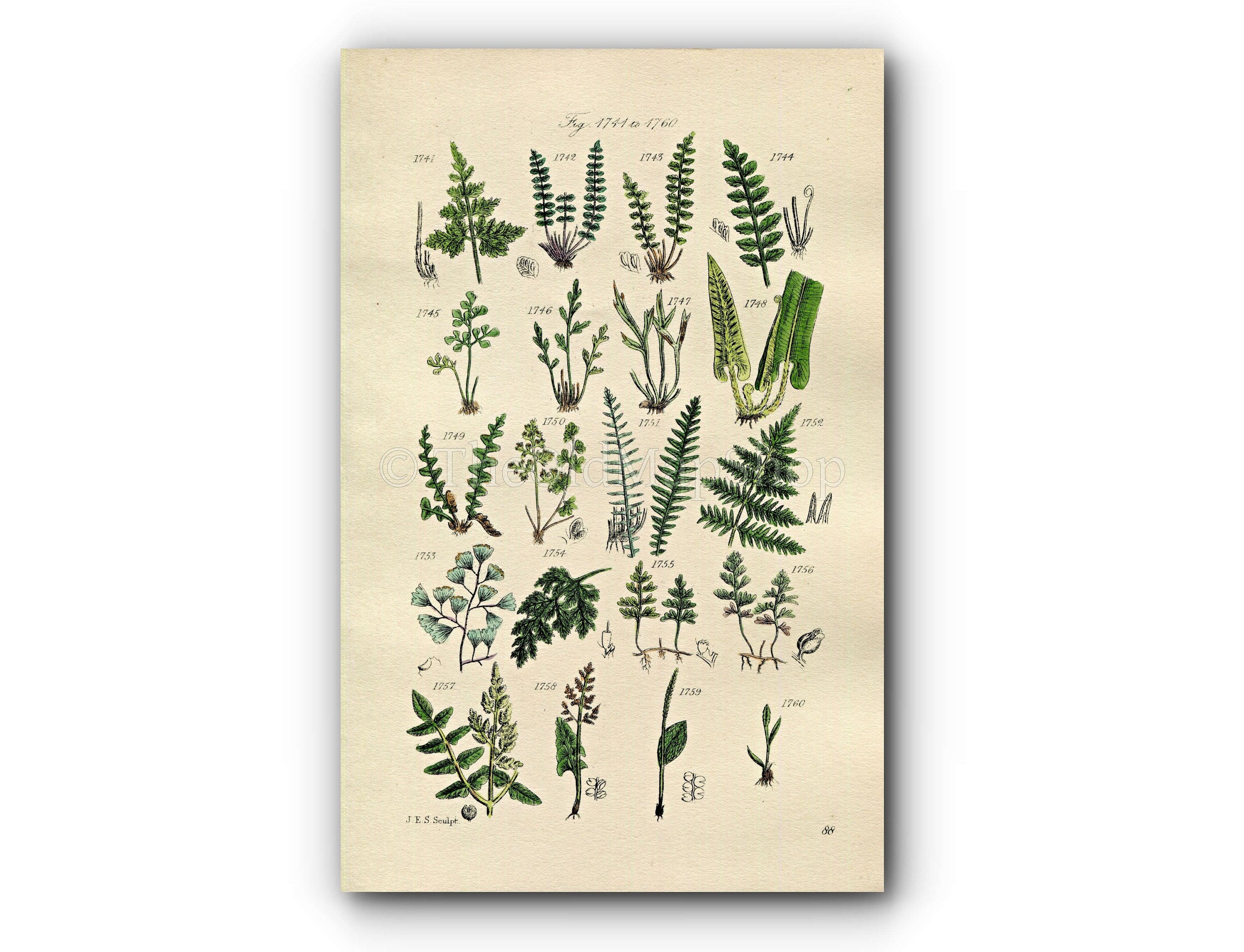 1914 Sowerby Antique Botanical Print, Black Spleenwort, Wall Rue, Hard Fern, Scottish Filmy Fern, Moonwort, Plate 88 (Plants 1741 - 1760)