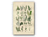 1914 Sowerby Antique Botanical Print, Black Spleenwort, Wall Rue, Hard Fern, Scottish Filmy Fern, Moonwort, Plate 88 (Plants 1741 - 1760)